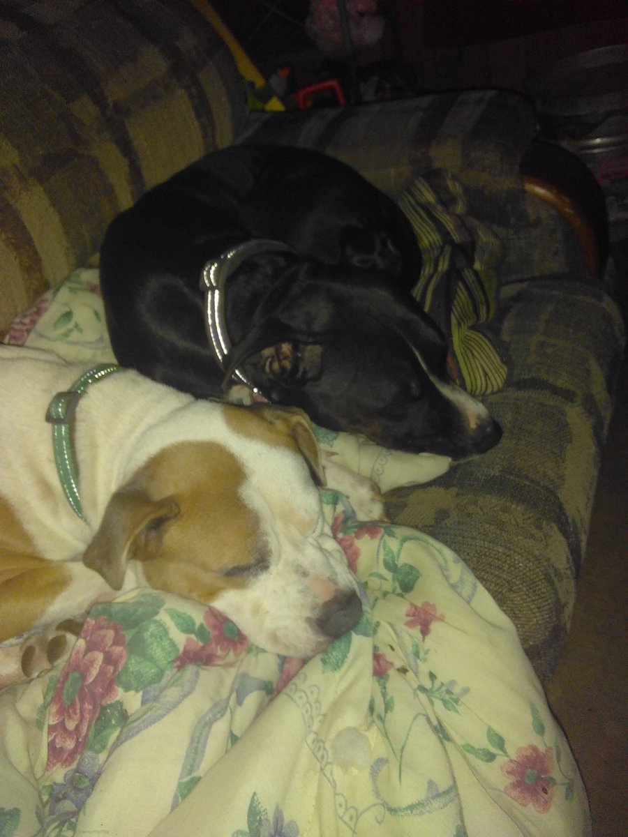 LeeAnn0519's tweet photo. My babies are being good, lol.... Only for a min. https://t.co/GIQWD8ptNH