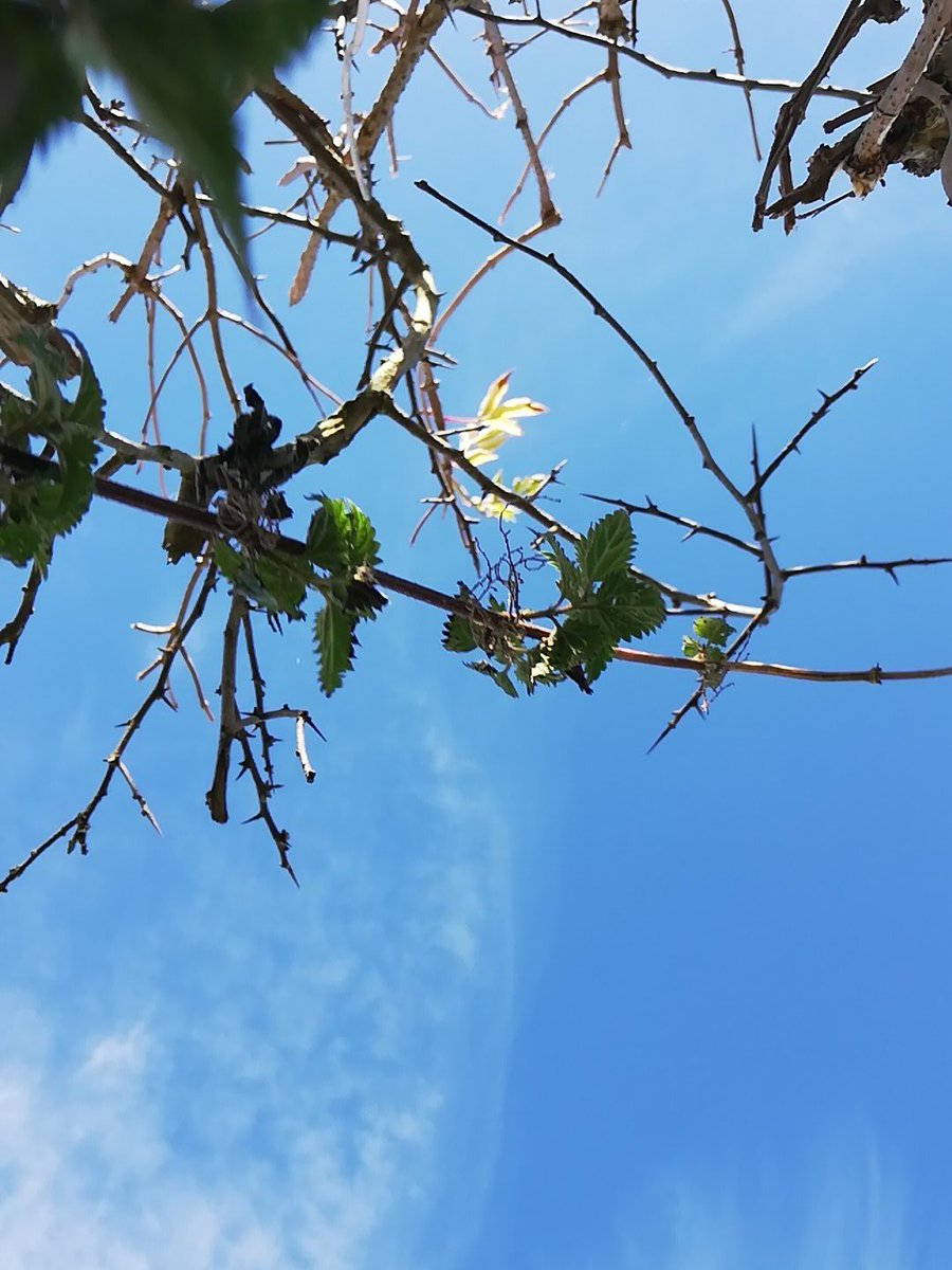 JonK9FI's tweet photo. #trailingdog This is my view this morning, waiting to be found in a hedge bottom by search dog Chuck.🐾🐾 https://t.co/UFuHpOhrPk
