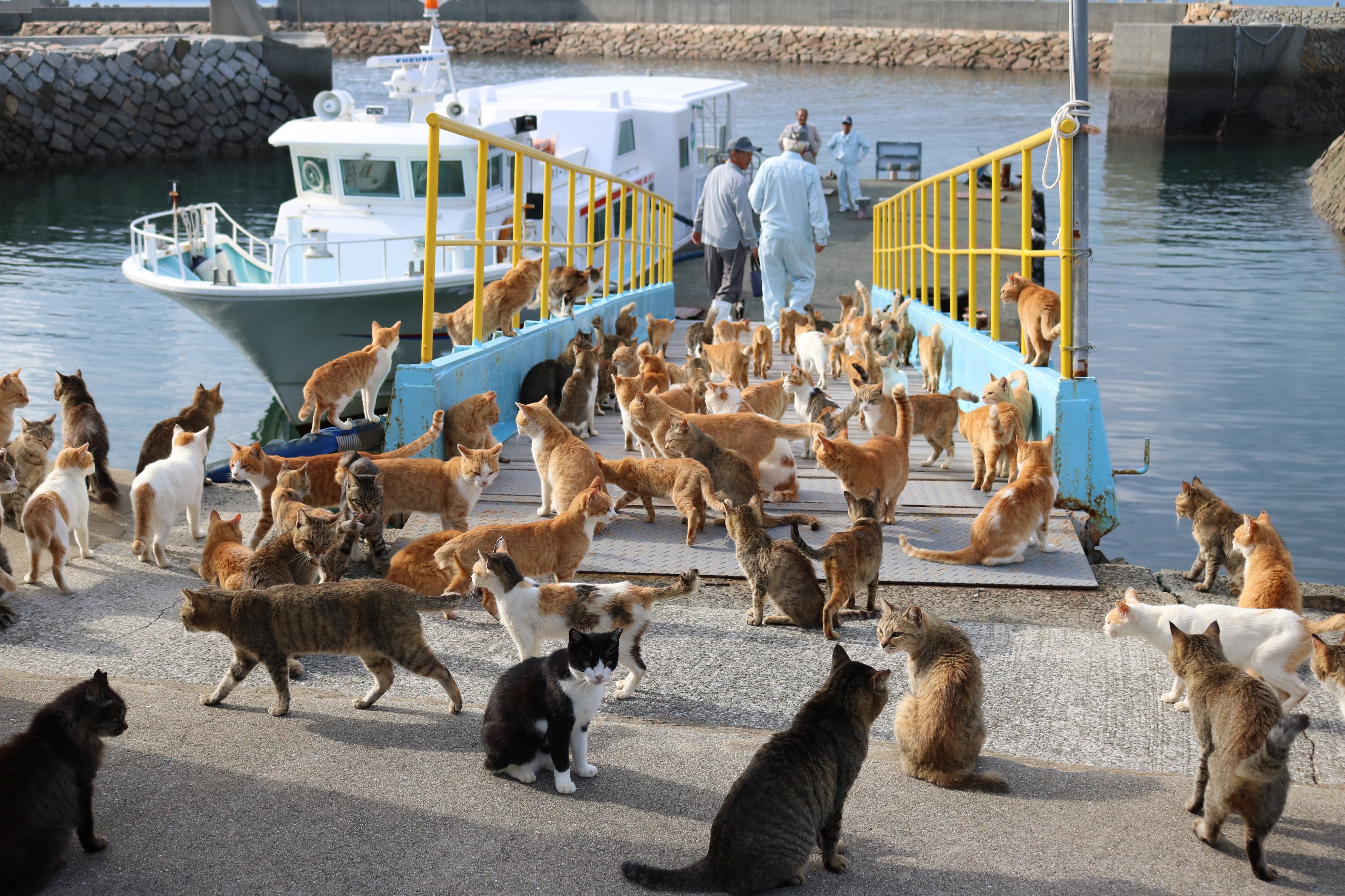 オアフ島から来た猫 猫ミーム 】初めてハワイに行ったら楽しくてハメをはずしすぎた