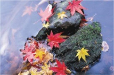 Join us to Prepare your Pond for Winter 🍁  🐟  🍃  🐸  ❄  🐠  ⛄ - mailchi.mp/5383c03fb7fb/j…