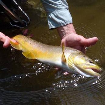 Graham Bristow tweet media