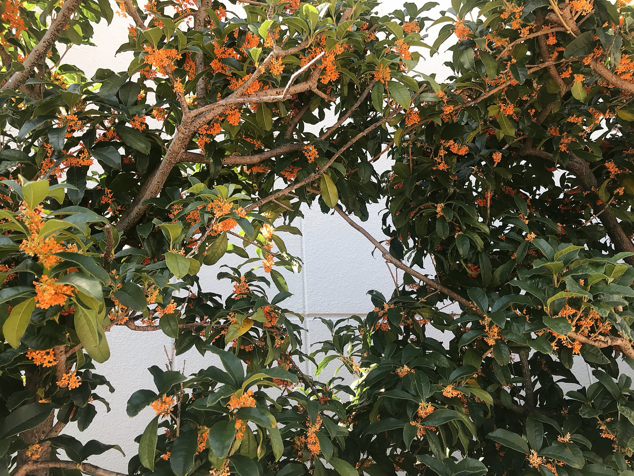 魔女っこれい 許可を得て摘んだ金木犀 の花 水で何度も洗い がく片 花托 花軸など不純物を取り除く さっと茹でてキッチンペーパーの上で乾かす 左はウイスキーと砂糖と金木犀 右は白 ワインビネガーとパルスイート 砂糖 と金木犀を煮たもの 金木犀の