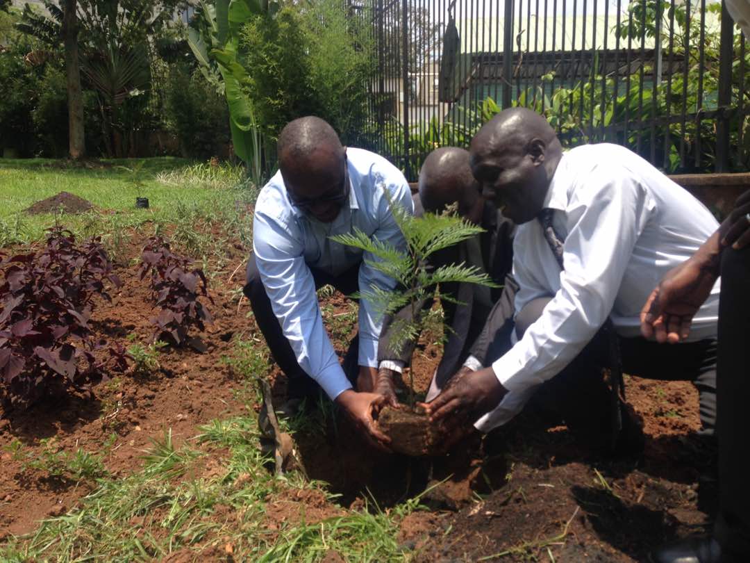 STFUganda's tweet photo. Updates: This moring our programs director David Talima with KCCA planted a tree in KCCA gardens at city hall.@RHUganda @reachahand @UNICEFUganda @UNAIDS_UG @HassanSekajoolo @walakirag @SusanAjok @SRHRAllianceUg @MenEngageUganda @aidscommission @amicaallug @amicaallug https://t.co/5WiO5JqJLX