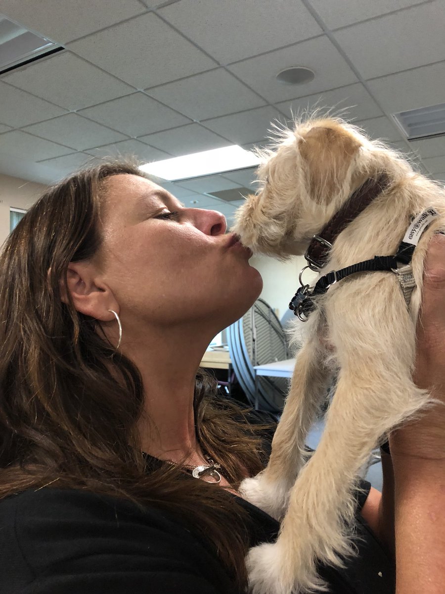 lndeutsch's tweet photo. First puppy to attend one of my workshops! Thank you @teachertong for bringing Jethro to #designcampBC What a treat! #puppycentereddesign #dtk12chat https://t.co/uPruHuqIIF