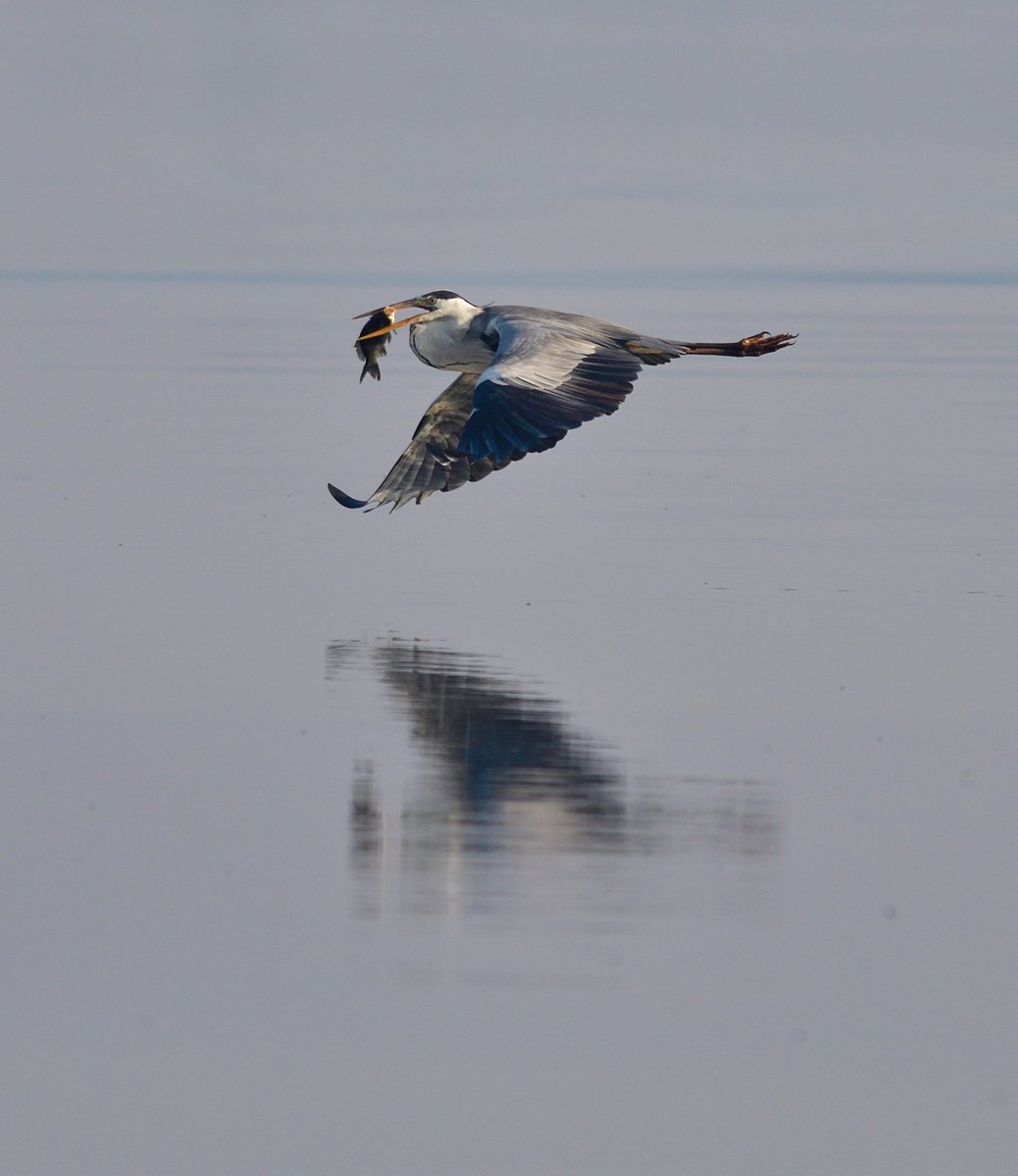 VermaNishith's tweet photo. Heron flies away with a crying catch @NikonIndia @natgeowild @NikonAsia @BBCEarth #hoskote #bangalore #d500 https://t.co/MEyJmUMP0t