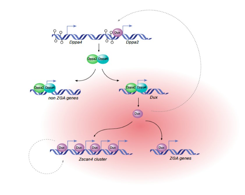 Molecular Organometallic