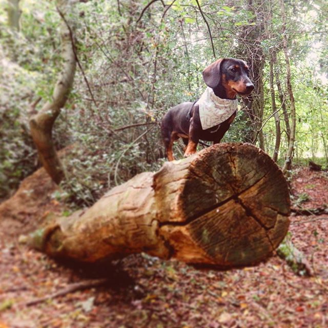 Look, Simba. Everything the light touches is our kingdom.. 🦁 .
.
.
.
#featuremydach #dachshundlove #bestwoof #dachshundappreciation #doxielove #dogsdoingthings #sausagedogcentral #mydogiscutest #lovedogs #dachshundsonly #dogofficialdog #dogsoflondon #officialsausagesquad #bi