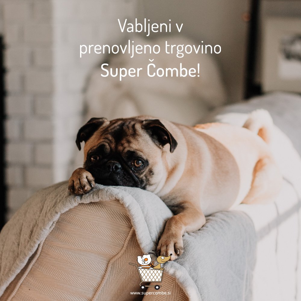 MacjaHisa's tweet photo. Dragi naši sledilci - sledite tudi naši trgovini @SuperCombe, saj vas bomo v prihodnjih dneh obveščali o vseh novostih (ki jih ni malo) v naši prenovljeni spletni trgovini. Vsak nakup še vedno pomaga brezdomnim mucam v naši oskrbi.
#supercombe #macjahisa #pomagajznakupom https://t.co/z5WCSuGVNm