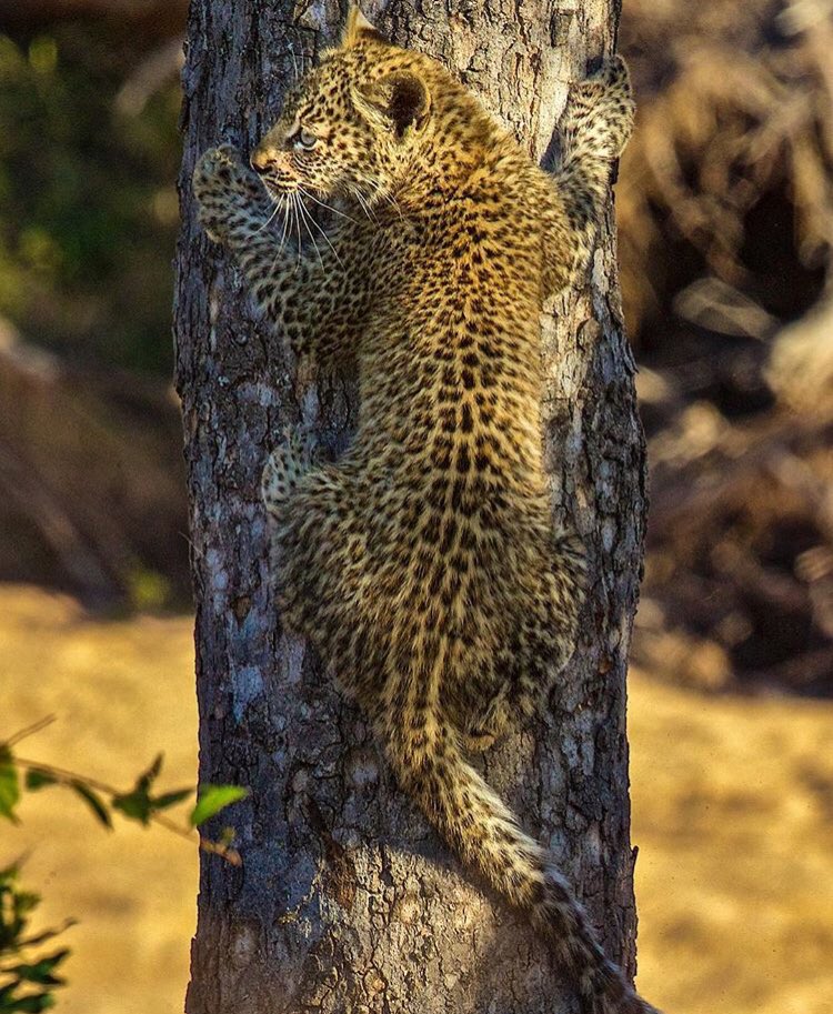 wwfurrytales's tweet photo. I feel like spider-man🕷🕸 #onthetree #leopard #puppy #puppylife #puppylove #puppyoftheday #hunting #huntinglife #huntingseason https://t.co/lk1S19JREJ