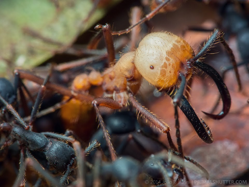 муравей отшельник. муравей отшельник. муравей эцитон бурчелли. муравей отшельник. муравьи трофоллаксис.