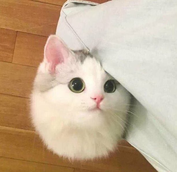 BIG UWU