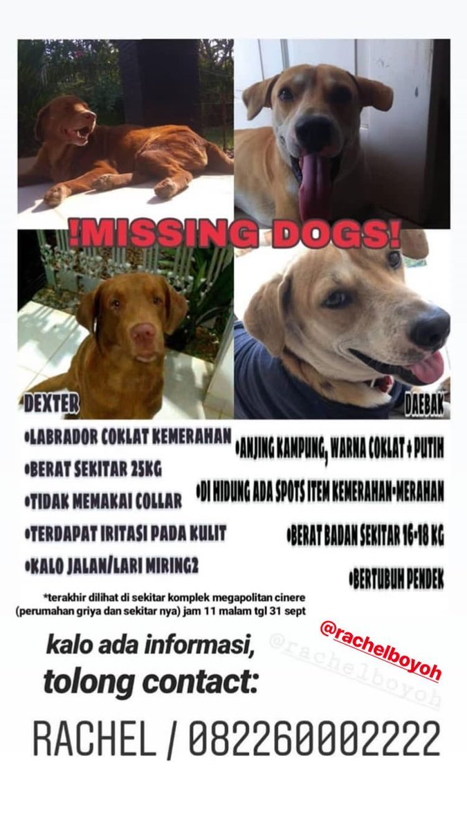 Citra Marina On Twitter Please Help To Share Missing Dogs In