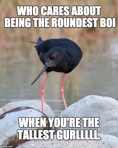 vote4kaki's tweet photo. There's a lot of talk out there about who's the #roundest #boi. But who cares, when you're the #tallest #gurllllll. 🖤🖤🖤 #WhereTheLadiesAt #BirdOfTheYear #TeamKakī @Forest_and_Bird @docgovtnz @SevenSharp @NZStuff @DOCTSAmbassador @OSNZBirdsNZ @UCNZ @otago https://t.co/gkrbJio22M