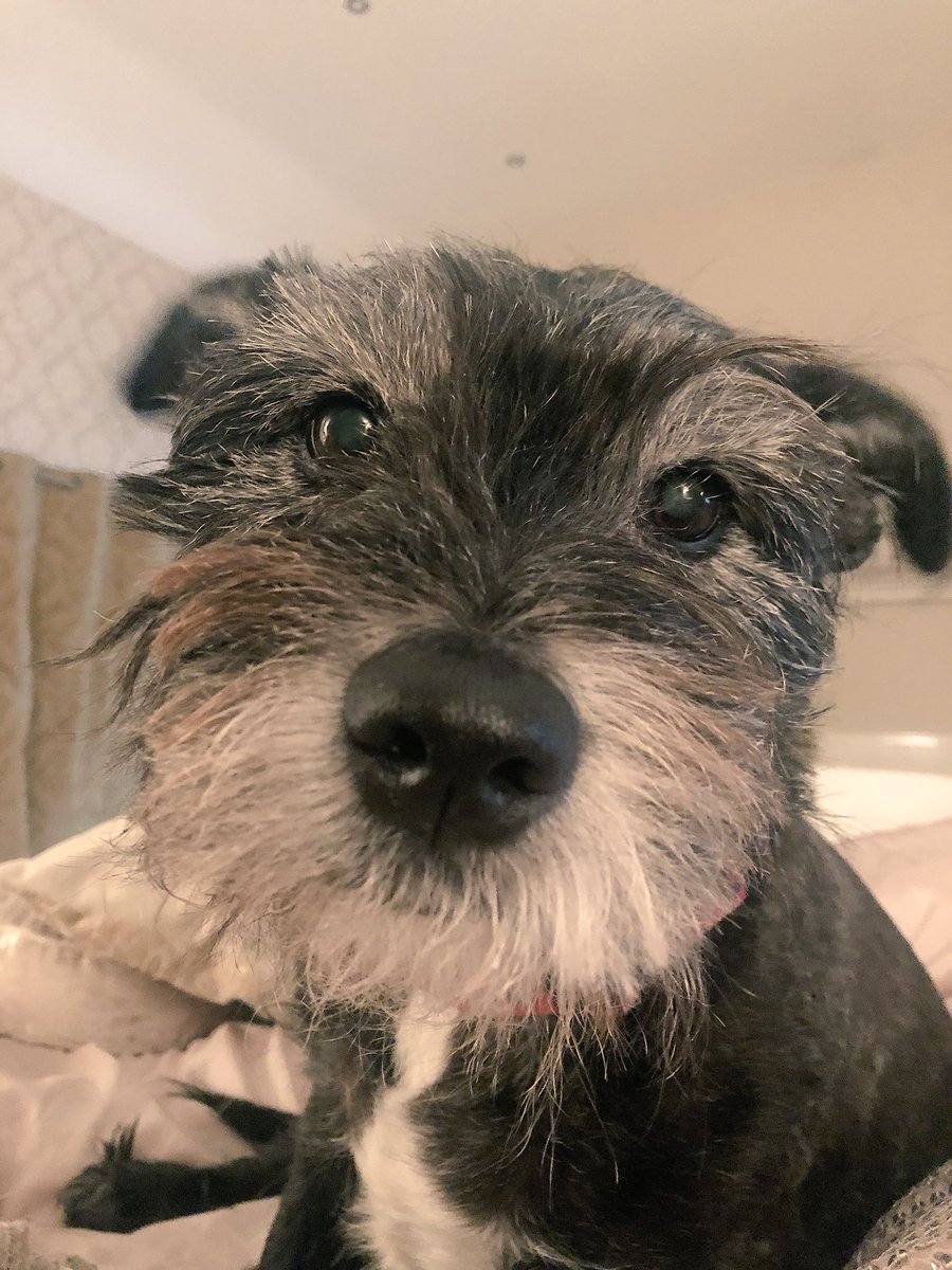 tracey_bray's tweet image. #bobthedog