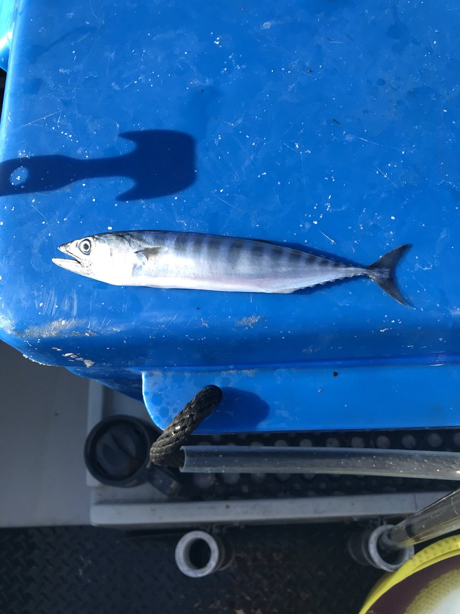 ladykth9's tweet photo. Strange looking mackerel is maybe an Atlantic Bonito https://t.co/ea5oD5rCc2
