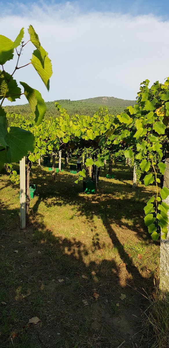 MaiorDeMendoza's tweet photo. Del #mar a la #montaña #vendimia @MaiorDeMendoza en ascension #FelizMartes #winelover #Galicia #Vino #winetasting #Inktober #albariño https://t.co/KSHgoST3fB