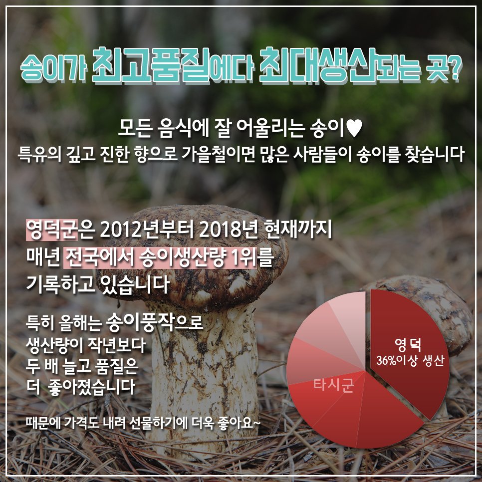 love4yd's tweet photo. 너 한 송이♥ 나 한 송이♥
우리의 추억이 송이송이~♥
#영덕송이장터 개장

가을 깊은 풍미를 담은 #영덕자연산송이
이번 기회에 꼭 득템하세요! 

#우리도_오늘_추억한송이_심자
#영덕송이 #청정영덕송이 #진한송이향 https://t.co/3DZwNeQu2m