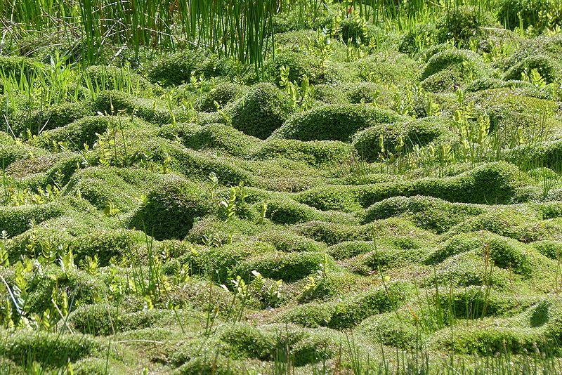 #Biosecurity can be very simple - clean your shoes! Preventing the spread of #invasivespecies Crassula helmsi is extremely important, as it out-competes native plants.  #StBargerveen
 buff.ly/2zGjuCP (Photo: Janneke van der Loop/Stichting Bargerveen; Benjamin Blondel)