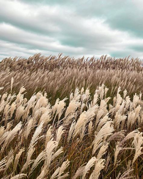 The <a href="/eatingtree/">mills</a> has been creating some lovely photos with our field grown plants. Now you can enjoy a workshop <a href="/hintlesham_hall/">Hintlesham Hall</a> learning about styling and taking photos for Instagram. #BritishFlowers #britishgrownflowers #cutflowers