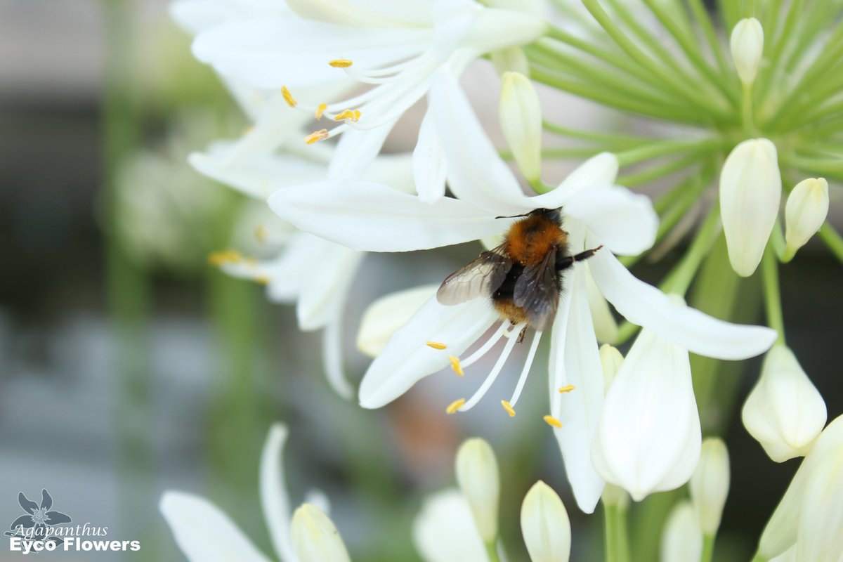 Voor ons horen hommeltjes en bijtjes ook bij de boerderijdieren.. Zonder deze bezige beestjes zouden wij geen mooie bloemen en bessen hebben. We zijn dus erg zuinig op ze.

#FarmAnimalDay #Bees #Bumblebee #Agapanthus #Summerflowers #Autumn #seasonalflowers #seizoensbloemen