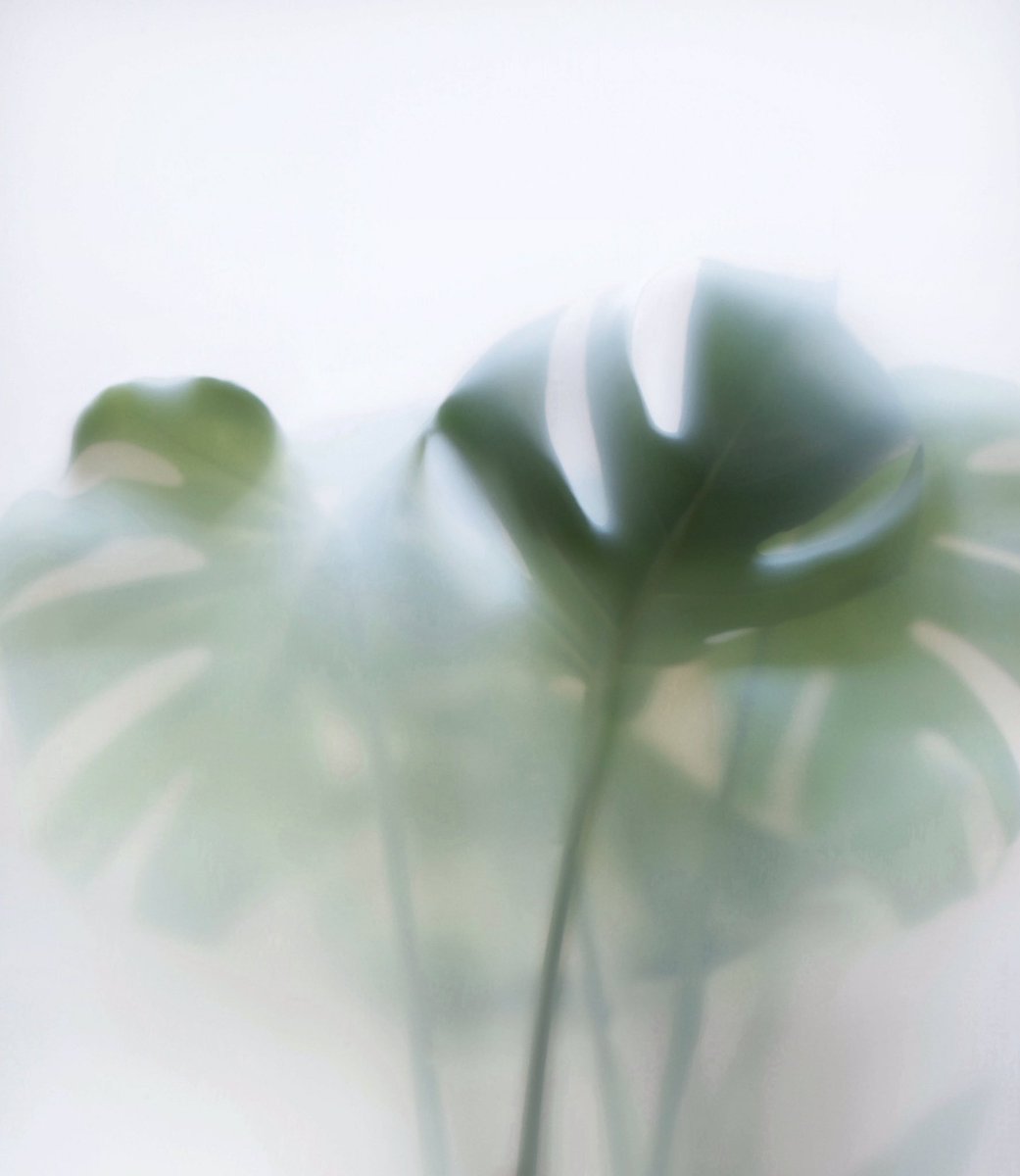 #monstera is one of the plants I’m using for my latest collection. #plants #art #houseplants