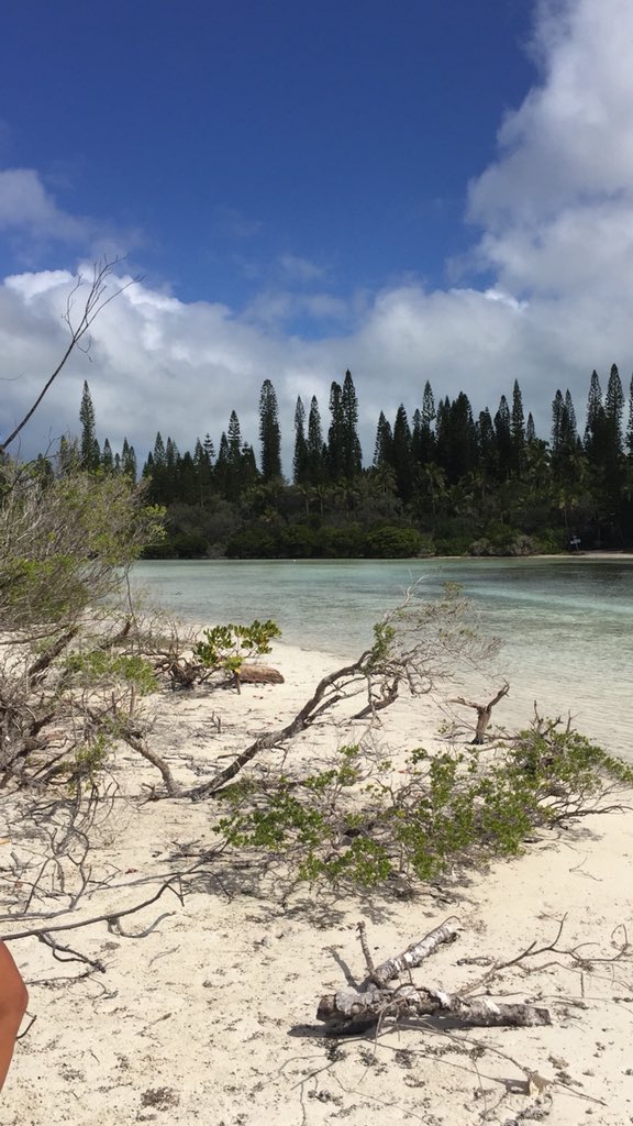 BuenosViajesAL's tweet photo. PARADISE 💚
Journée vélo au #paradis 😎🌲
L’ #IleDesPins est délicieusement belle 🦀

#EnFranceAussi
#Magique 
@Nouvl_Caledonie #Lagon https://t.co/clM0n55thq