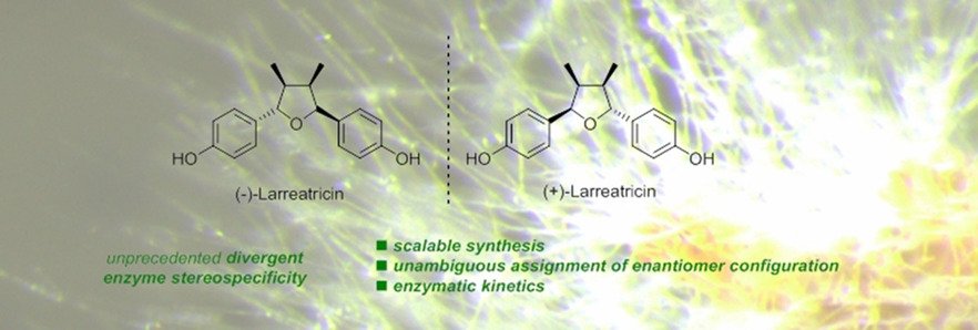 H. J. Martin et al. report #totalsynthesis, #stereochemistry assignment, #enzymatic recognition of #larreatricin @MaulideLab, @RompelLab funded by @univienna and @FWF_at doi.wiley.com/10.1002/chem.2…