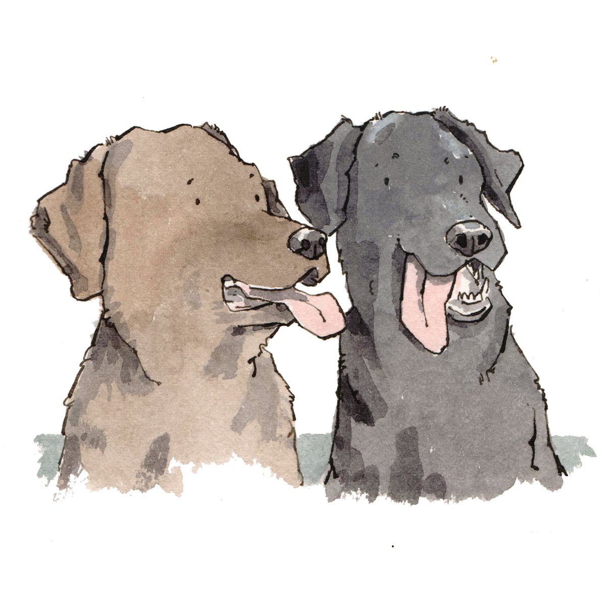 iaindwelch's tweet image. I do love drawing dogs!! 
If you'd like me to make a dog portrait like this for you, prices start at £60 (including p&amp;amp;p). Send me a message if I can tempt you. 
#dogs #labrador #wetnose #watercolour #portrait