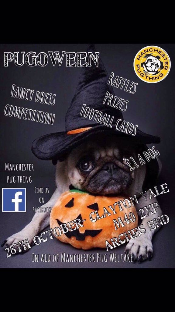 ThingPug's tweet photo. @trowie Thank you so much! We really appreciate it! All in aid of our welfare group to help pugs in need! https://t.co/McQSn3e4nm