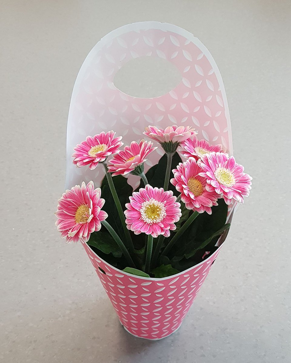hilverdaflorist's tweet photo. This tiny powerful Gerbera in it's birght packaging was a sales succes in Norway. We completely understand. Who wouldn't want this micro Gerbera to brighten up their living room?
#Gerbera #FloriLine #Microgerbera #Cute #Florist #Succes #happyflowers #inspiration #pottedplants https://t.co/CCTKRF9zj5