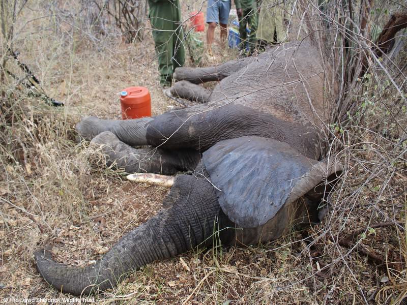 SheldrickTrust's tweet photo. Spotted by our rangers on patrol with 2 fresh arrow wounds, this bull #elephant needed urgent treatment so our helicopter flew the vet who heads up our DSWT/KWS Vet Unit straight to the scene for treatment. After a successful operation, he should make a full recovery https://t.co/Xm85enjILn