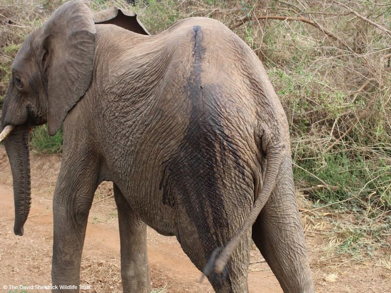 SheldrickTrust's tweet photo. Spotted by our rangers on patrol with 2 fresh arrow wounds, this bull #elephant needed urgent treatment so our helicopter flew the vet who heads up our DSWT/KWS Vet Unit straight to the scene for treatment. After a successful operation, he should make a full recovery https://t.co/Xm85enjILn