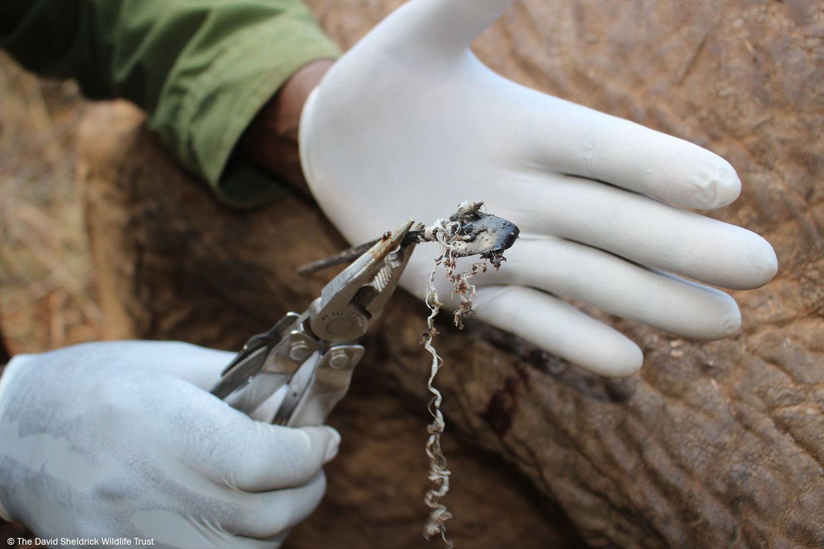 SheldrickTrust's tweet photo. Spotted by our rangers on patrol with 2 fresh arrow wounds, this bull #elephant needed urgent treatment so our helicopter flew the vet who heads up our DSWT/KWS Vet Unit straight to the scene for treatment. After a successful operation, he should make a full recovery https://t.co/Xm85enjILn