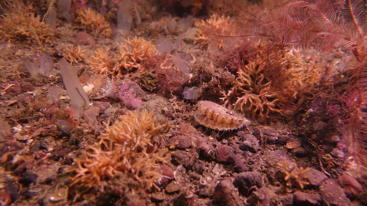 TheIncominTides's tweet photo. @BD_Stew @nature_scot @strathearnrose @RichardLochhead @NicolaSturgeon @TheOpenSeas @clydemarineplan @marinescotland @mcsuk @SaveScotsSeas @markruskell @EUROPARC I've got even better for you Bryce that includes Pecten maximus (+ loads of video footage). Shows the limitations of just aiming to protect @nature_scot a % PMFs #MPAsWork
#CommunitiesForMPAs
#DontTakeTheP https://t.co/gS3jVG1e5W