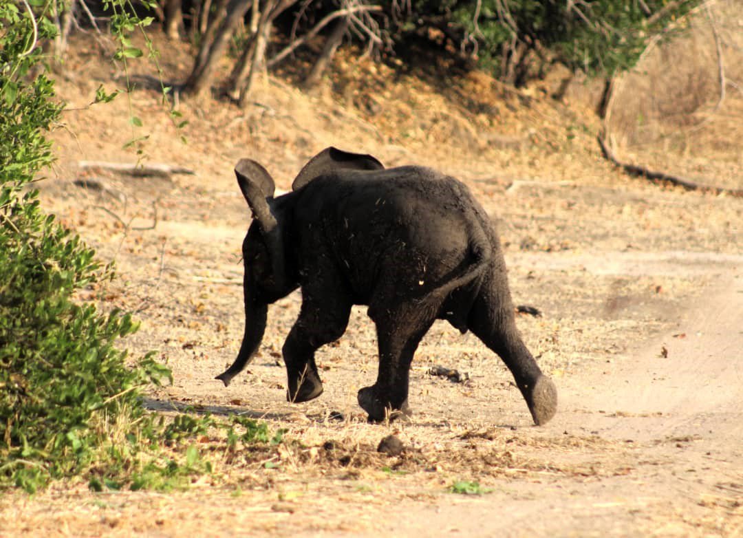 CAWSMW's tweet photo. An elephant calf running to catch up with its herd - regular moments and sightings you can enjoy at Mvuu Camp & Mvuu Lodge in Liwonde National Park.
#MvuuMoments #SafarisinMalawi #CAWSMW #Elephants
#Wildlife
Photo by: Sam Sankhani https://t.co/lpiOTtt3Kr