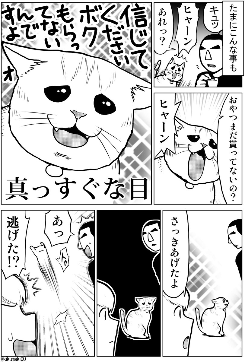 おやつ催促　#タレ目猫そむ　#タレ目猫そむが可愛すぎるんじゃ 