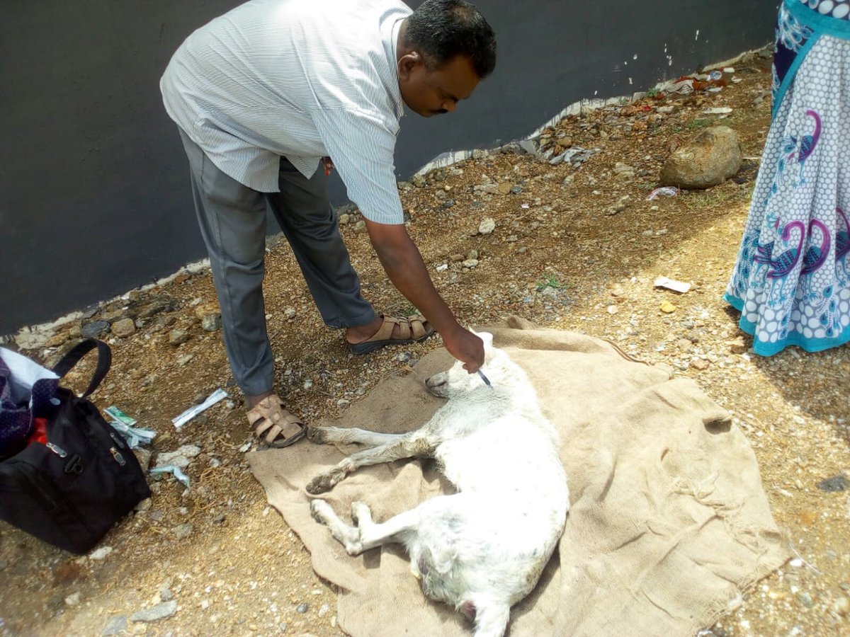 animals4vnr's tweet photo. PEOPLE  FOR  ANIMALS  TRUST https://t.co/egba7FMuos