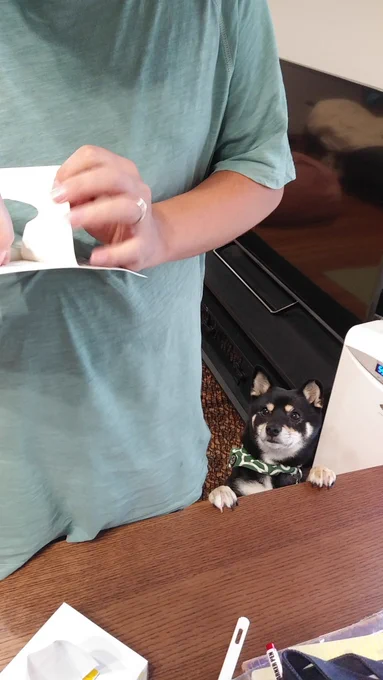 新しいオモチャガン見犬 