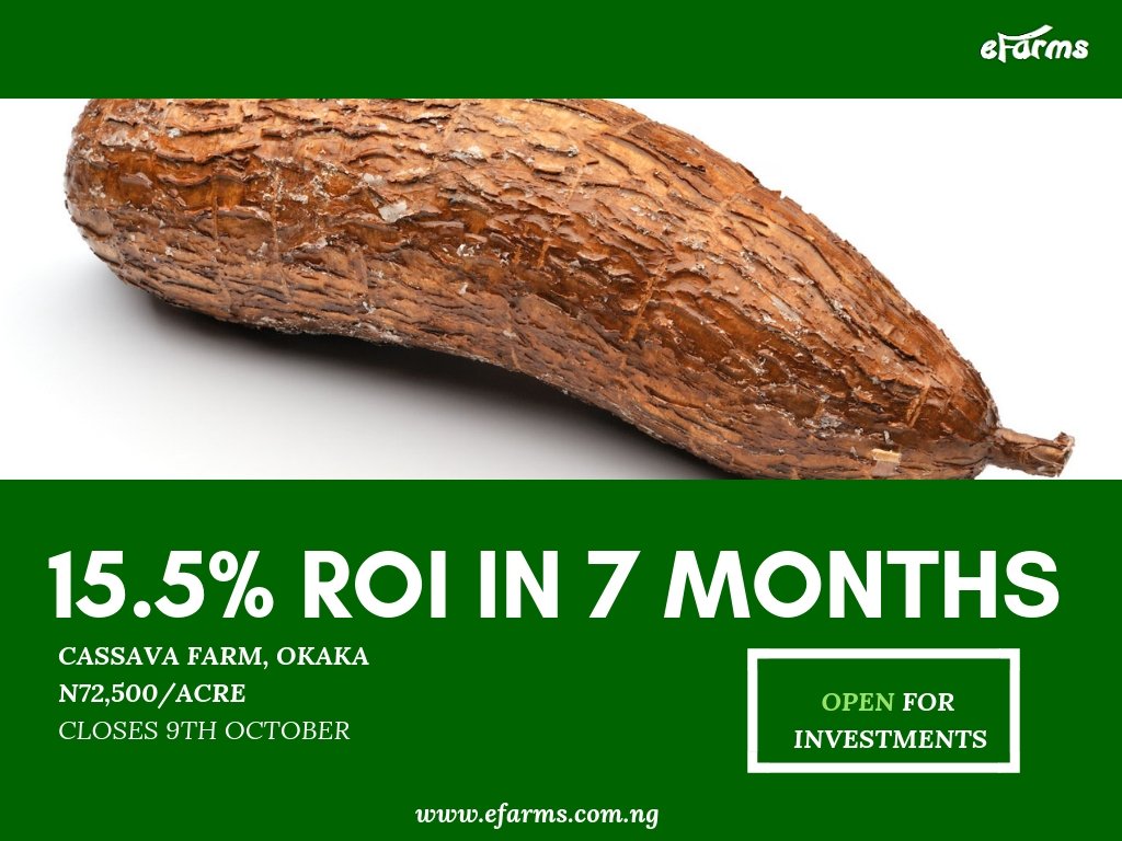 You still have opportunity to fund a farm and make profits today. @efarms_ngr. You also contribute positively to the economy by #empoweringfarmers. #Cassavafarm. @AgriHack @AlikoDangote @Bayer4Crops @farmingfirst @ALIBABAGCFR