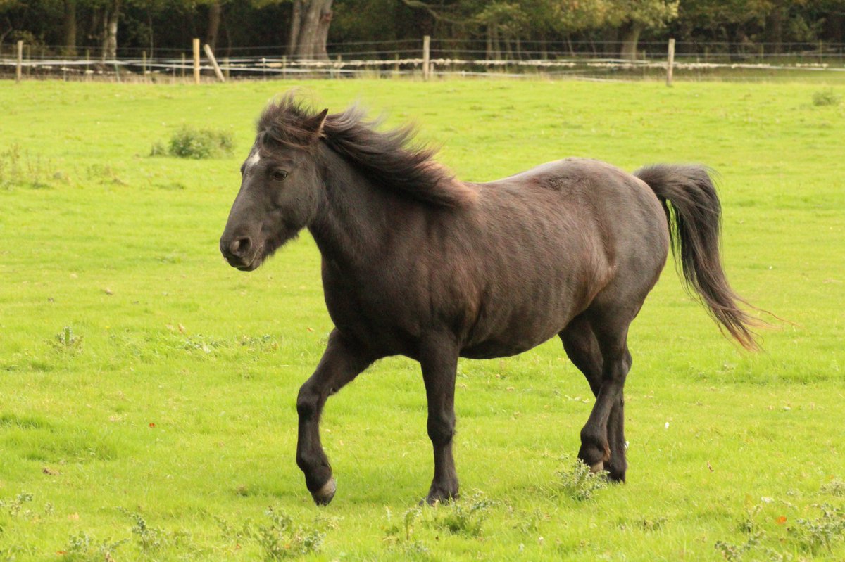 PonySkyros's tweet photo. #Anastasia has them moves, along with #Ioli ! #equestrian #skyrianhorse #equestrian #pony #rare #horse #greek #scotland https://t.co/8osIHI76Zu