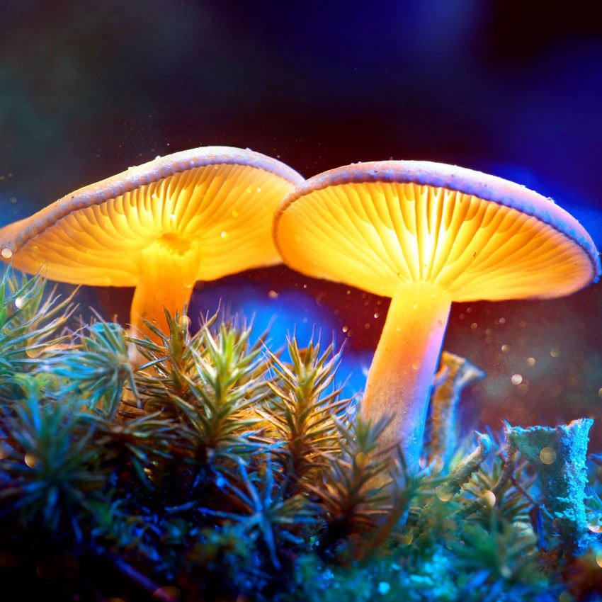 New trend alert! Magic Mushrooms? 
bit.ly/2QoAfIa
#mushroom #wellness #mushroombenefits #spa #spatrend #spaindustry