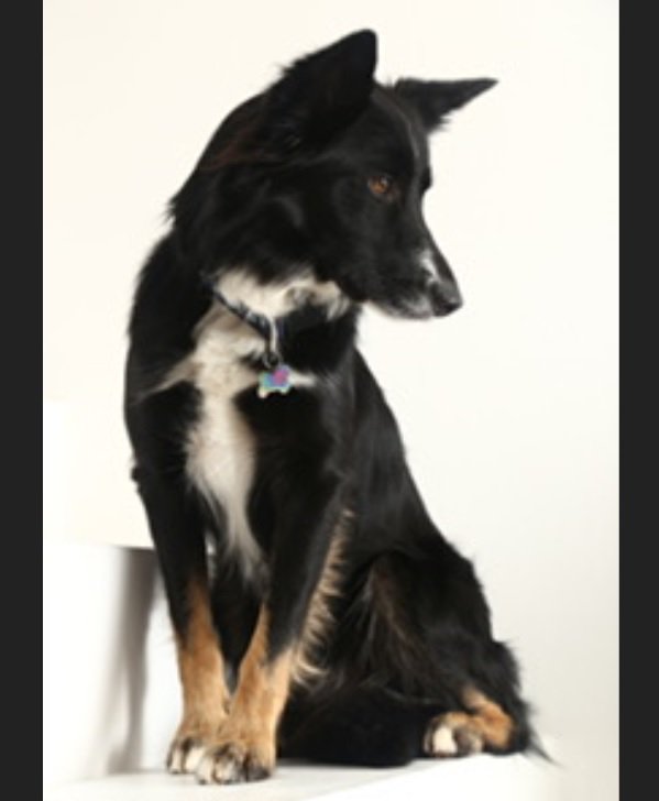 HouseSitMatch's tweet image. Half term trip to #HughendenValley in #HighWycombe nr London UK to care for this lovely #Collie #dog 17 - 21 Oct - lovely modern home near parks &amp;amp; mainline train. Check it out! ow.ly/vbQp30m3MfU