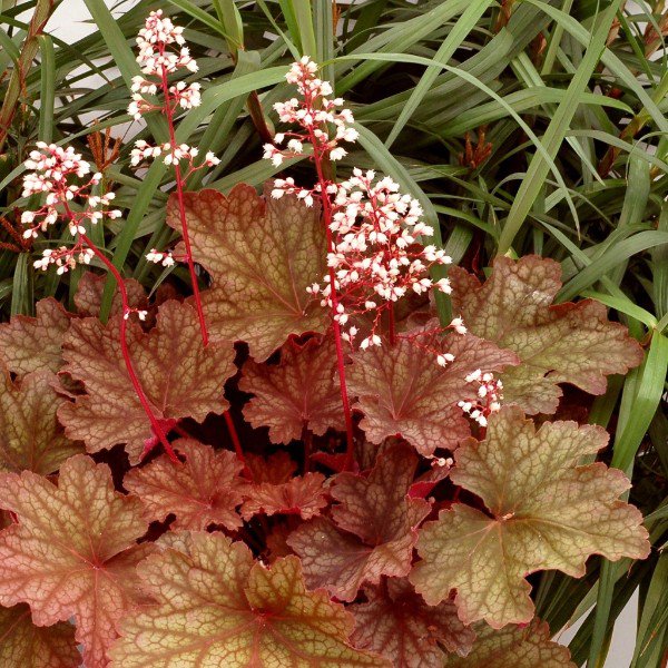 HostasDirect's tweet image. Deeper Discounts on Most Plants! - mailchi.mp/hostasdirect/d…