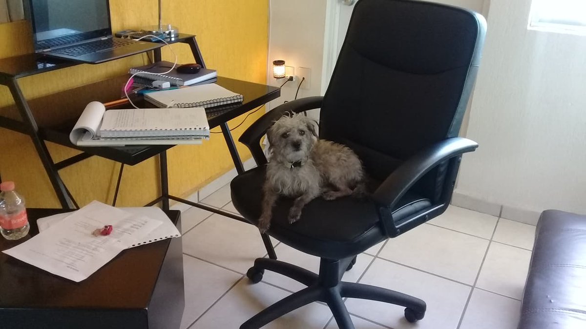 Andy_Raa's tweet image. Gin se cree dueña del departamento, de todos los muebles y hasta de nosotras 😑
Pero se ve bien preciouuus en la silla!!