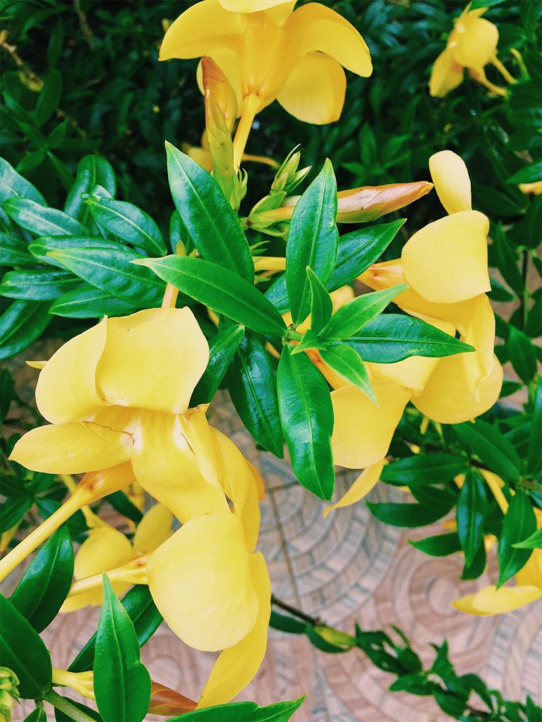 Dicowiz's tweet image. Sunny day 🌞, beautiful flower 🌼

Free wallpaper
#shotoniphone6

Kindly RT 🔁