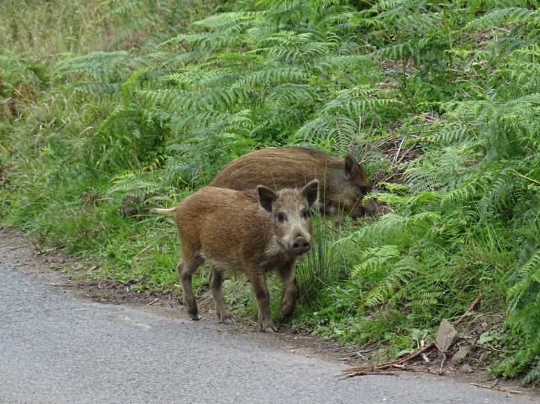 castlemainmill's tweet photo. We welcome all to @castlemainmill and have a constant stream of visitors checking out the facilities. Today's visitors were looking through the fence though! #wildboar #buzzard #fod #deanwye #Parkend #ukbirds #birdsofprey https://t.co/SLDI6AkR8X