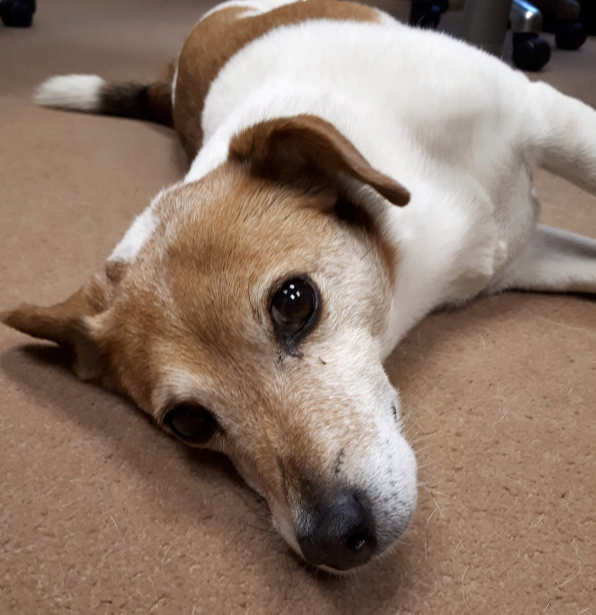 LearnSciHQ's tweet photo. We've been a bit quiet on Twitter recently. That's because we've all been busy making NEW interactive simulations and #SmartWorksheets to support your students in teaching labs!
We'll have announcements on that front shortly, but for now: here's Beattie the #LearnSciDog! https://t.co/plMlDVqIy1