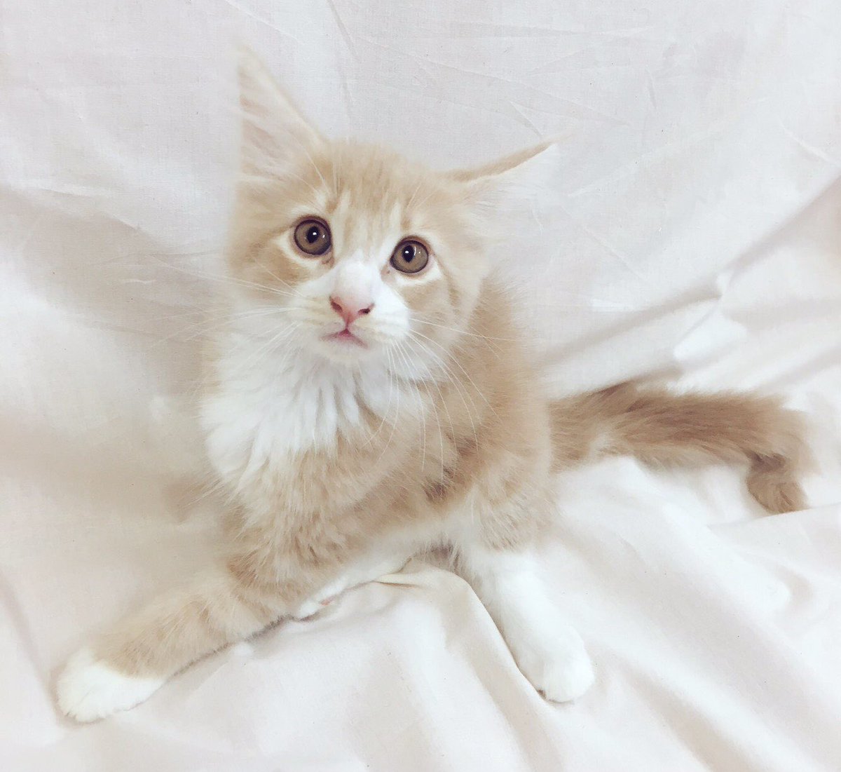 可愛い子猫ちゃん 可愛い子猫ちゃん