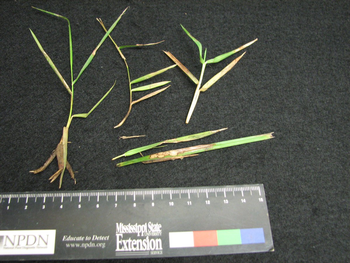 MSUextPlantLab's tweet image. #LargePatch in Mississippi #zoysia lawns, as predicted by @maria_turfdr. Favored by water, cool temps and high N. Rots the crown, which is why I got a bag of wet leaves with no roots. Also makes beautiful leaf spots. Learn more at extension.msstate.edu/publications/i… #MSUext
