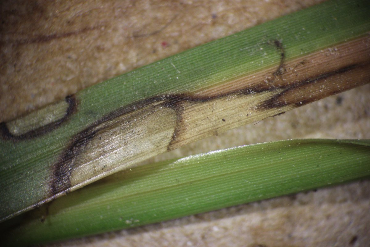 MSUextPlantLab's tweet image. #LargePatch in Mississippi #zoysia lawns, as predicted by @maria_turfdr. Favored by water, cool temps and high N. Rots the crown, which is why I got a bag of wet leaves with no roots. Also makes beautiful leaf spots. Learn more at extension.msstate.edu/publications/i… #MSUext